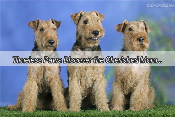 Timeless Paws Discover the Cherished Moments Captured in the Masters Album